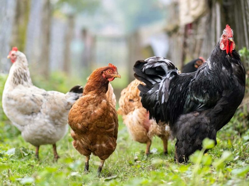 chicken feeding on traditional rural barnyard
